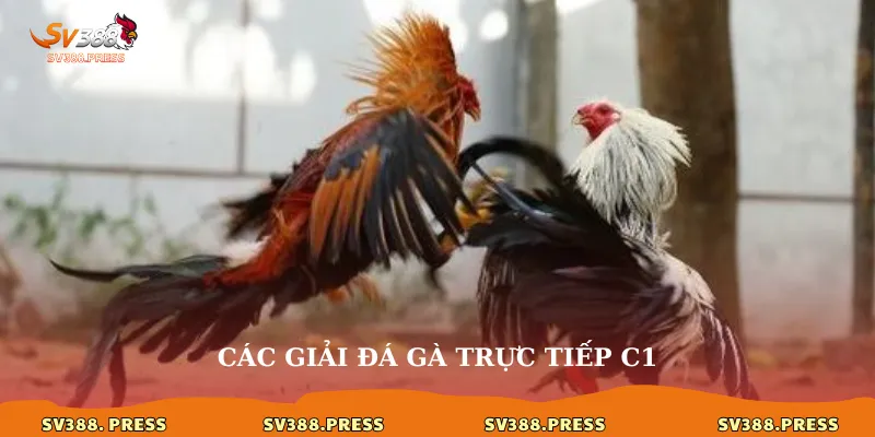 Các giải đá gà trực tiếp c1