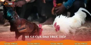 Đá gà cựa dao trực tiếp