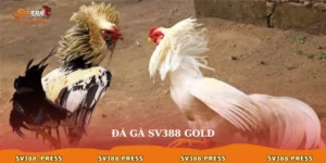 Đá gà sv388 gold