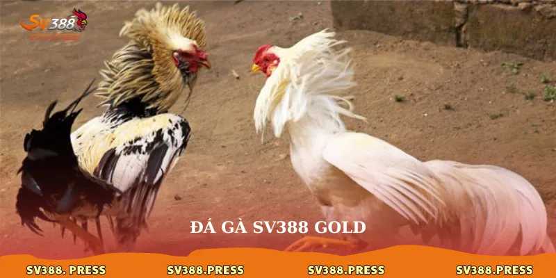 Đá gà sv388 gold