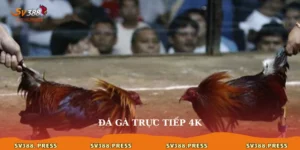 Đá gà trực tiếp 4K