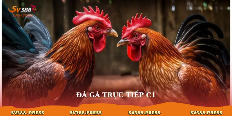Đá gà trực tiếp C1