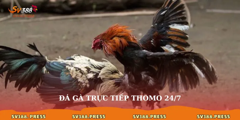 Đá gà trực tiếp Thomo 24/7