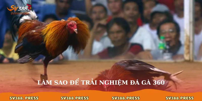 Làm sao để trải nghiệm đá gà 360