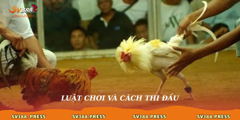 Luật chơi và cách thi đấu