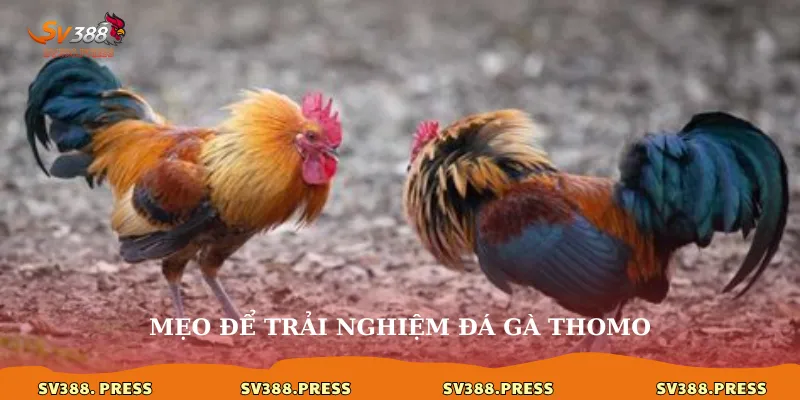 Mẹo để trải nghiệm đá gà thomo