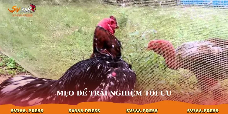 Mẹo để trải nghiệm tối ưu