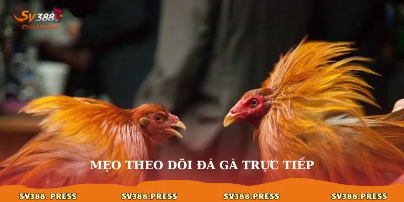 Mẹo theo dõi đá gà trực tiếp