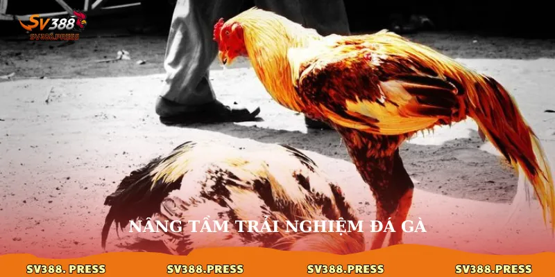 Nâng tầm trải nghiệm đá gà