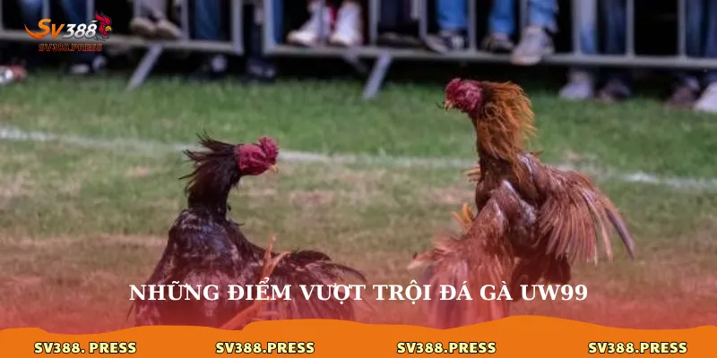 Những điểm vượt trội đá gà uw99