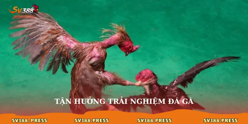 Tận hưởng trải nghiệm đá gà