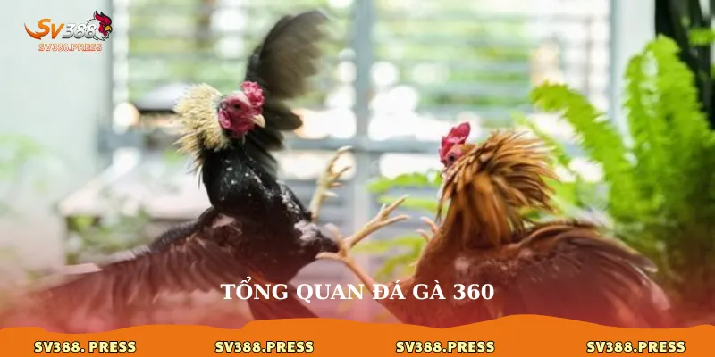 Tổng quan đá gà 360