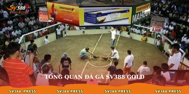 Tổng quan đá gà sv388 gold