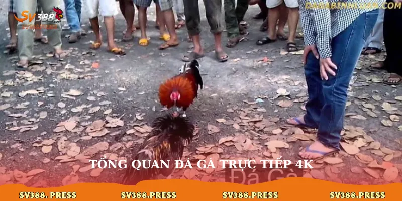 Tổng quan Đá gà trực tiếp 4K
