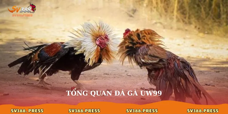 Tổng quan đá gà uw99