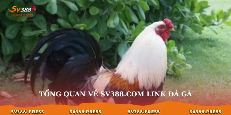 Tổng quan về sv388.com link đá gà