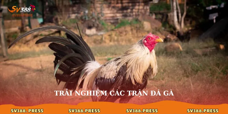 Trải nghiệm các trận đá gà