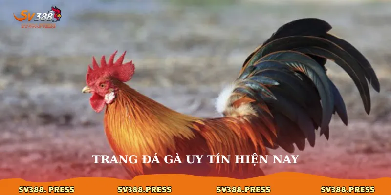 Trang đá gà uy tín sv388: Lựa chọn hàng đầu cho đam mê kê 4 trang đá gà uy tín hiện nay